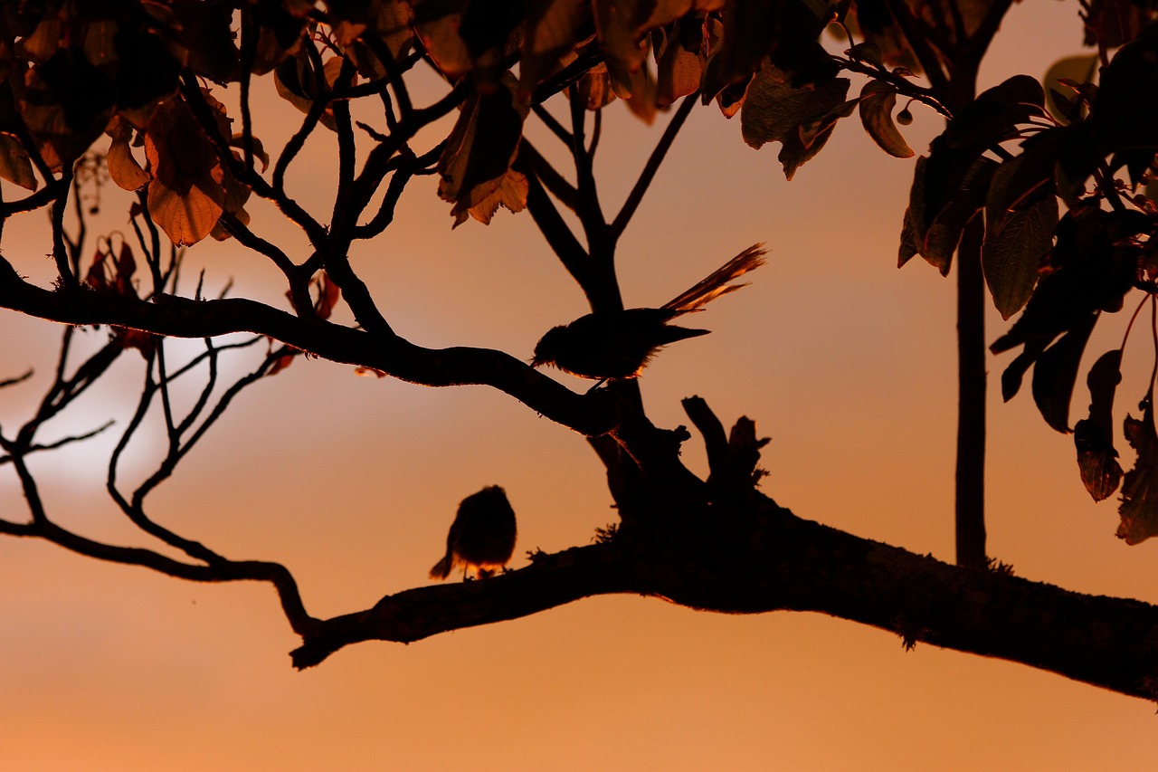 New zealand fantail, birds, nature — Fastflirting Review: What's It And Why Choose This Relationship Website?